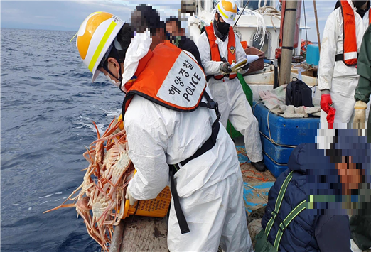 해경이 불법 대게잡이 어선을 적발해 선창에 있던 어린 대게와 암컷 대게를 바다로 다시 보내고 있다. 울진해양경찰서 제공