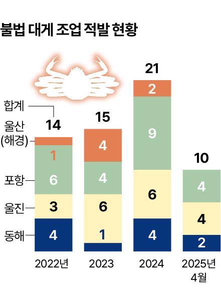 대게 불법조업 적발 현황. 그래픽=신동준 기자