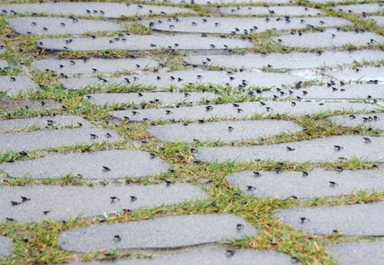 대구 망월지에서는 5월 중순 비가 오면 새끼 두꺼비 수백만 마리가 욱수산으로 이동하는 장관이 펼쳐진다. [사진 수성구]