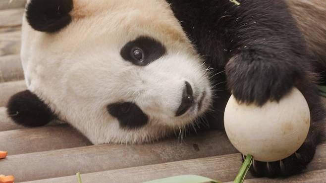 푸바오./사진=에이컴즈, 에버랜드리조트