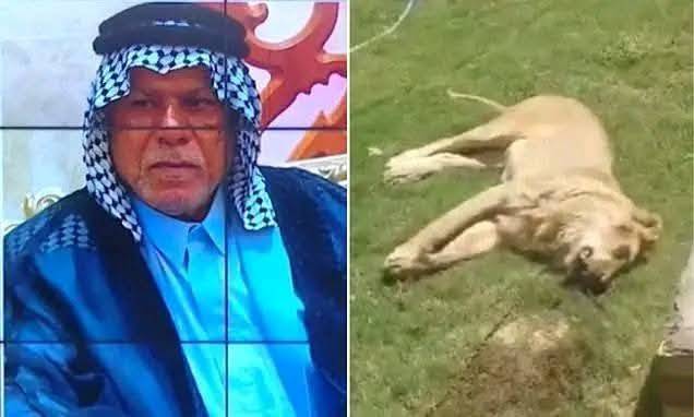 사자에 공격당해 숨진 아킬 파크르 알딘(50)와 그를 공격한 사자. /사진=데일리메일 갈무리