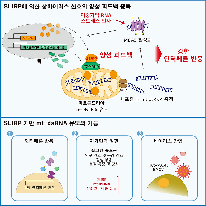 첨부3. 슬러프(SLIRP) 단백질에 의한 항바이러스 신호 증폭 모식도.[KAIST 제공]