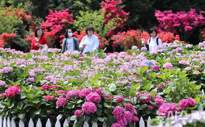 [서귀포=뉴시스] 우장호 기자 = 맑은 날씨를 보인 27일 오전 제주 서귀포시 남원읍 휴애리자연생활공연에 여름의 시작을 알리는 수국이 활짝 피어나 관람객들의 시선을 끌고 있다. 2025.04.27. woo1223@newsis.com