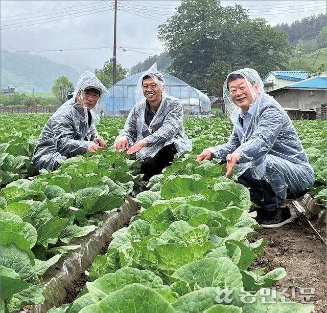 충북 괴산군 문광면의 한 배추밭에서 괴산농협 김응식 조합장(오른쪽부터), 설경중 과장, 농민 김태권씨가 노지봄배추 생육상태를 살펴보고 있다.