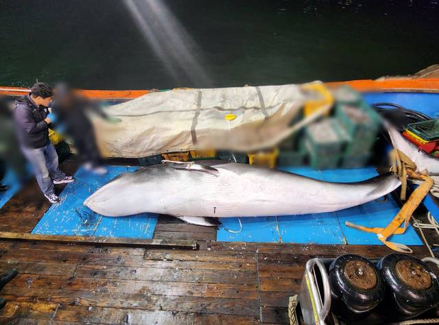 13일 전북 군산시 옥도면 말도 남서쪽 22㎞ 해상에서 작업 중인 어선에서 밍크고래가 혼획됐다. 이번에 혼획된 밍크고래는 길이 5ｍ, 둘레 2.5ｍ, 무게 1ｔ으로 측정됐다. 사진은 혼획된 밍크고래. 연합뉴스