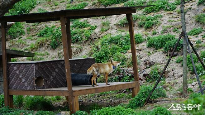 영주 여우생태관찰원에서 보호중인 토종 붉은여우. 덫에 걸려 한쪽 다리가 불구인 탓에 자연으로 돌려보내기 어려워 관찰원에서 보호하고 있다                                       영주｜김재범 기자 oldfield@donga.com