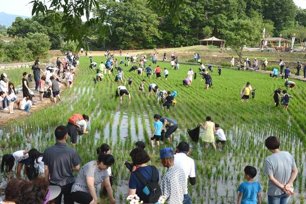▲ 증평들노래축제에 참여한 가족단위의 관람객들이 논에서 우렁이를 잡기 체험을 하고 있다. 증평군 제공