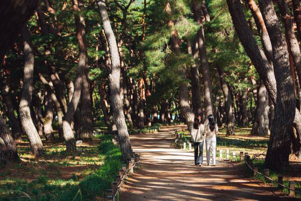 운문사 가는 솔 바람길