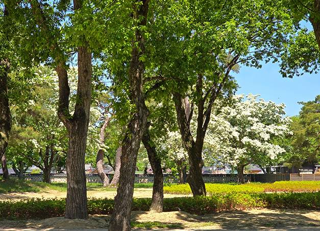 경주시 입구에 위치한 이팝곷 활짝 핀 오릉 전경. 경주시 제공