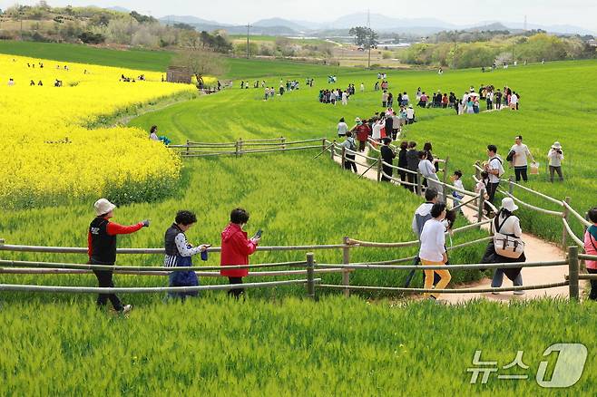 전북자치도 고창청보리밭축제(뉴스1/DB)