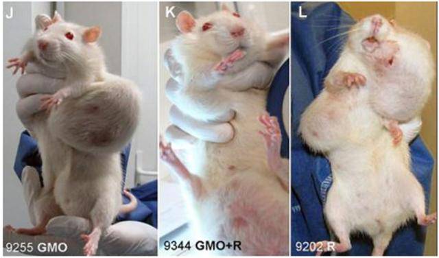 세랄리니 교수 연구팀이 GMO를 먹여 실험한 생쥐들. 이들 쥐는 암에 걸리기 쉬운 특성을 지닌 종류로 개량된 사실이 이후 발견돼 해당 논문은 출판 철회됐다. 이일하 서울대 교수 제공