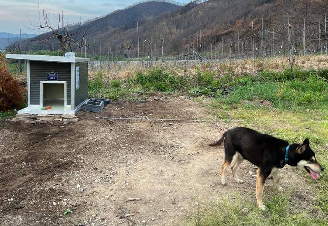 동물보호단체들인 경북 안동시 밭지킴이 개에게도 새 집과 긴 와이어 목줄을 지원했다. 동물보호단체 라이프 제공