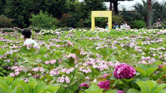 14일 오전 수국이 활짝 핀 제주 서귀포시 남원읍 휴애리자연생활공원에서 관광객들이 즐거운 시간을 보내고 있다. 뉴스1