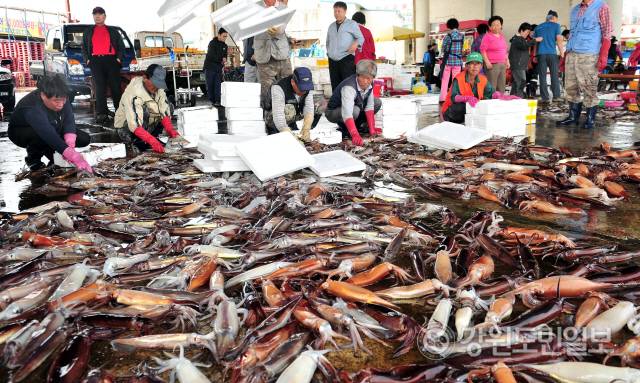 ▲ 동해안 항구 위판장에서 생물 오징어 손질 작업이 분주하다. 강원도민일보 자료사진