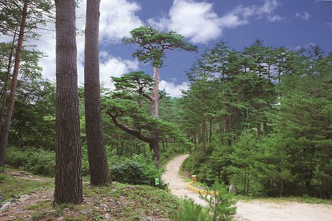 금강소나무숲길=사진 울진군