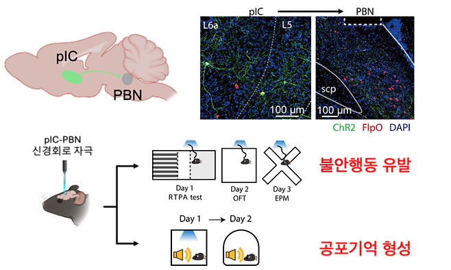 대뇌섬엽(pIC)-외측 팔곁핵(PBN) 신경회로를 인위적으로 활성화시키면 생쥐의 불안 행동을 야기하며 공포기억이 형성된다. KAIST