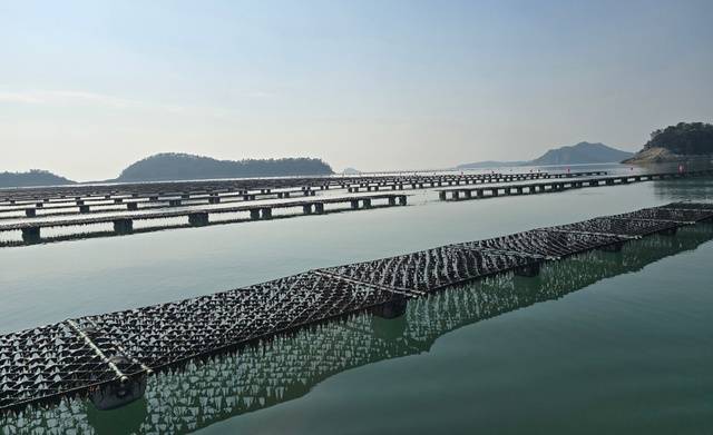 물김 - 고흥 도화면 김 양식장. 전남도 제공