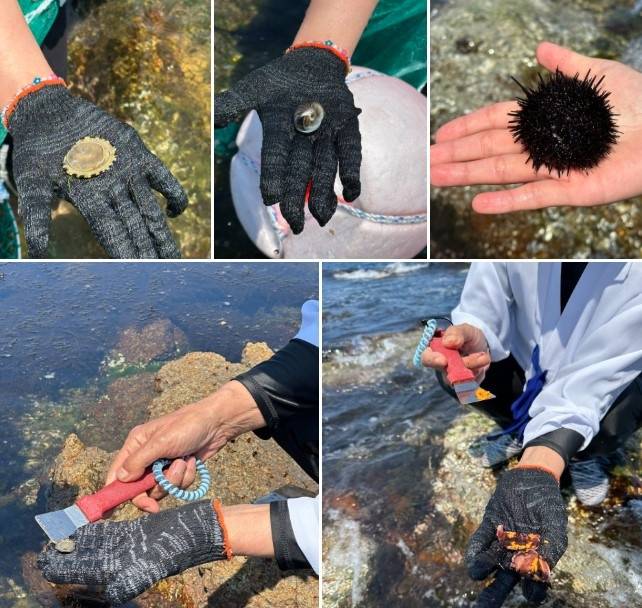 해녀 체험 중 잡은 해양 생물들.  /사진= 강예신 기자