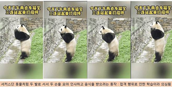 푸바오 중국팬의 고발사진. 작년 하반기 푸바오는 돌연 서커스단 동물 처럼 서서 앞발을 모으고 절하는 포즈를 여러차례 취했다. 이런 자세가 나오기 위해서는 먹이통제, 구타 등 여러 가혹행위가 수반됐을 것이라는 의혹이 제기됐다. 접촉형 비밀 접객을 하게 되면, 거액의 뒷돈을 챙길수 있다. 푸바오의 아빠인 러바오도 비밀접객 판다였는데, 저런 포즈를 가끔 취했고, 한국에서 강철원 주키퍼의 보살핌을 받으며 이같은 자세를 잊게 되었다.