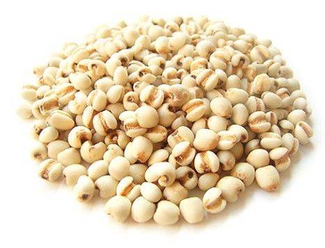 [세종=뉴시스] 농촌진흥청은 알칼로이드 함유량이 높은 우리 농산물로 '고추 열매'와 '율무 씨앗'을 선정했다고 15일 밝혔다. 사진은 율무. (사진=농진청 제공) 2025.05.15. photo@newsis.com *재판매 및 DB 금지