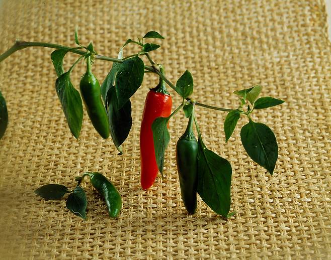 클립아트코리아 제공