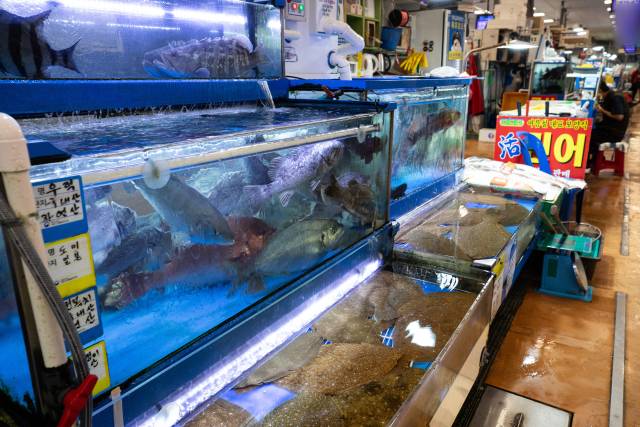서울 동작구 노량진수산시장 한 점포의 수족관에 각종 활어들이 ?들어 있다. 뉴스1