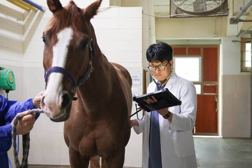 AI기술을 활용해 말을 진료중인 모습