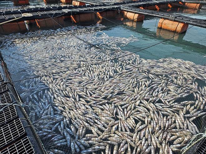 저수온 피해 양식장 [전남도 제공.재판매 및 DB금지]