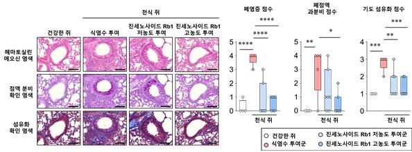 천식 동물모델에서 폐 염증 개선 효과 확인  [한국학의학연구원 제공. 재판매 및 DB 금지]