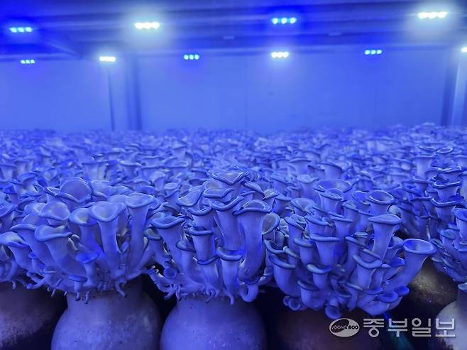 병 재배 방식으로 재배되고 있는 느타리. 사진=이보현 기자