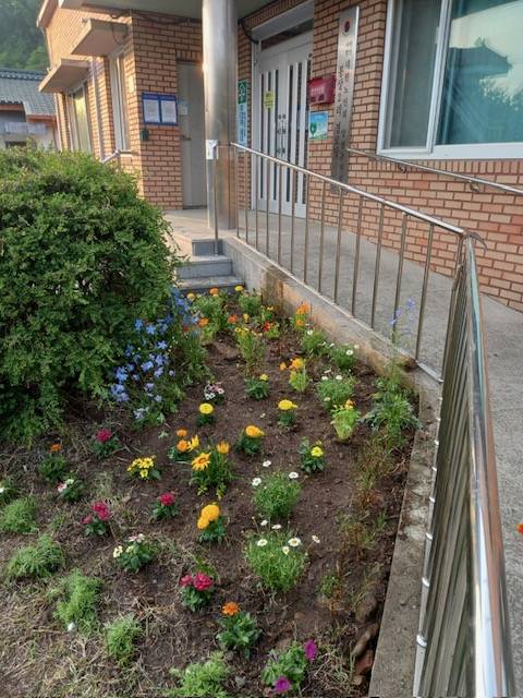 양평군 단월면 주민들이 마을회관 화단에 심은 꽃묘. 사진=양평군