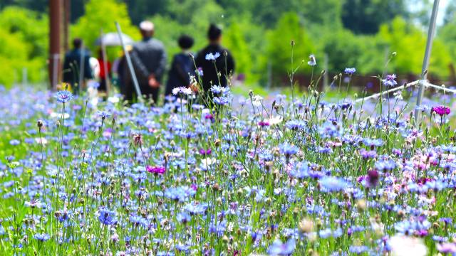 한 대가족이 경남 함안군 악양생태공원 수레국화 화원 주변에서 산책하고 있다. 남태우 기자