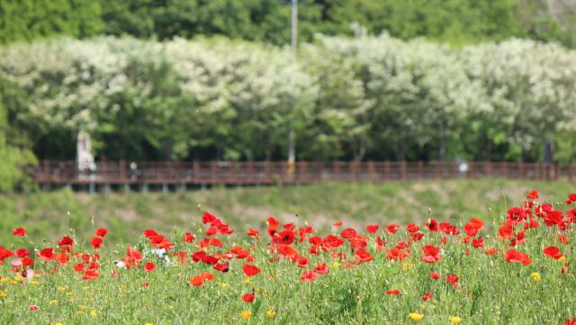 경남 함안군 악양둑방길의 꽃양귀비 군락과 강 맞은편 도로 이팝나무를 뒤엎은 하얀 꽃. 남태우 기자