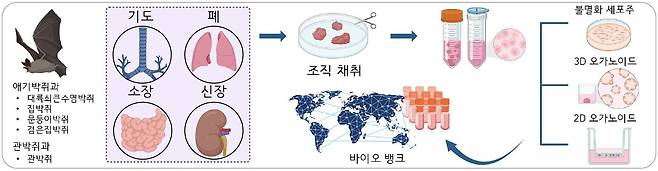 다양한 박쥐 종 및 장기들에서 세포를 추출해 오가노이드를 만드는 과정 모식도.(과학술정보통신부 제공)