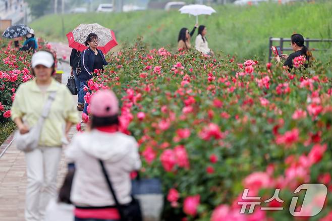 16일 서울 중랑구 중랑장미공원 일대에 '제17회 중랑 서울장미축제'를 맞아 조성된 장미꽃밭에서 시민들이 봄 정취를 만끽하고 있다. 2025.5.16/뉴스1 ⓒ News1 민경석 기자