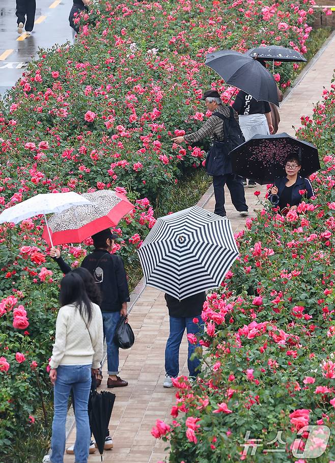 16일 서울 중랑구 중랑장미공원 일대에 '제17회 중랑 서울장미축제'를 맞아 조성된 장미꽃밭에서 시민들이 봄 정취를 만끽하고 있다. 2025.5.16/뉴스1 ⓒ News1 민경석 기자