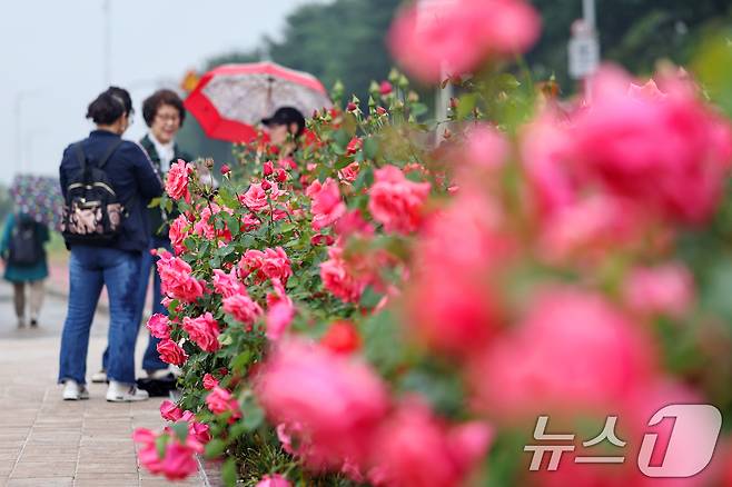 16일 서울 중랑구 중랑장미공원 일대에 '제17회 중랑 서울장미축제'를 맞아 조성된 장미터널에서 시민들이 봄 정취를 만끽하고 있다. 2025.5.16/뉴스1 ⓒ News1 민경석 기자