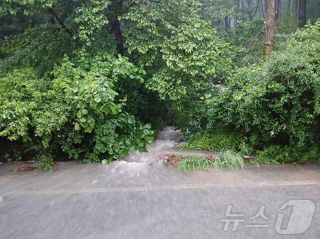 15일 오후 2시 26분쯤 전남 장흥군 안양면 한 도로에 강한 비로 인해 나무가 쓰러진 모습. (장흥소방 제공. 재판매 및 DB 금지)