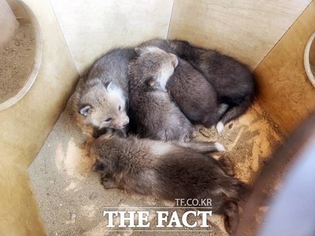 토종 동물 여우./서울시