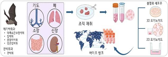 기초과학연구원(IBS) 연구진은 다종-다조직 박쥐 오가노이드 플랫폼을 구축했다./IBS