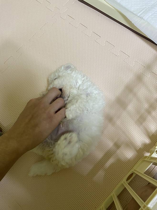 P20220209_203803393_DF94F418-7014-4692-8FCF-54260540975A.jpeg 세상에서 가장 이쁜 강아지