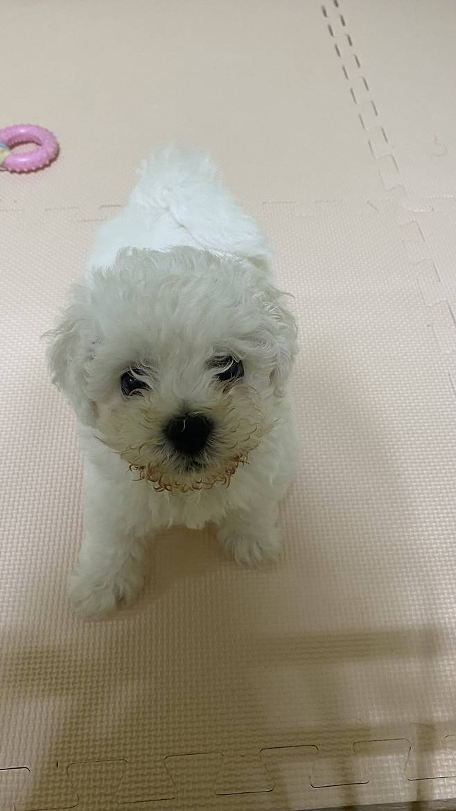 3472486990056918849_20240319210830927.jpeg 세상에서 가장 이쁜 강아지