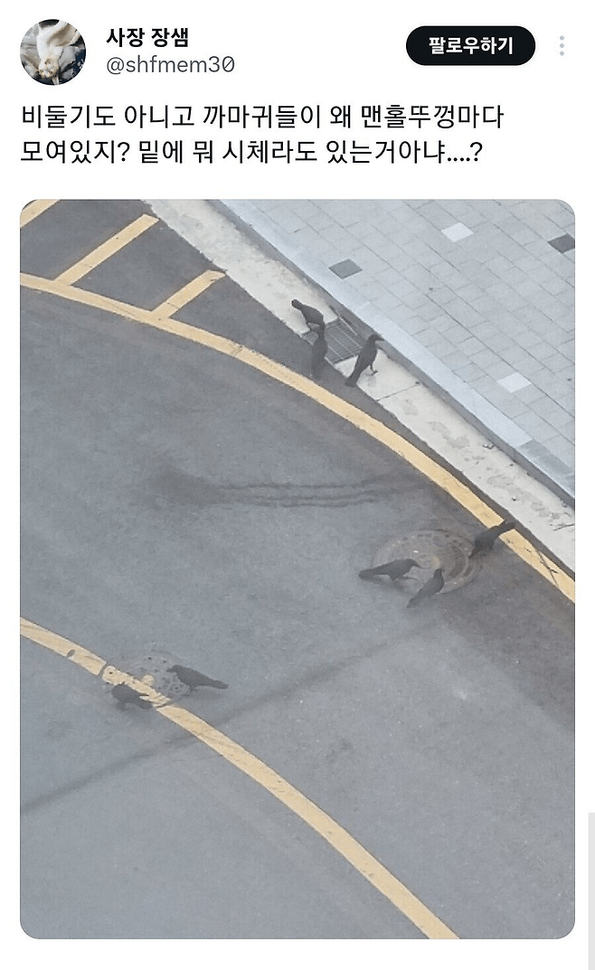 image.png 까마귀들이 맨홀뚜껑마다 모여있는 이유.jpg