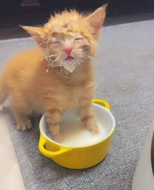 우유먹고 있던 아기고양이를 불러보았다