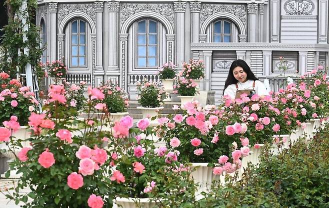 에버랜드 장미축제를 하루 앞둔 15일 경기 용인시 에버랜드 로즈가든에서 관계자가 활짝 핀 장미를 살펴보고 있다. 720품종 300만 송이 장미가 만개하는 이번 축제에서는 새로운 콘셉트의 장미축제 '에버랜드 로로티' 를 선보이고 장미포토존 등 다양한 콘텐츠로 다음달 15일까지 진행한다. 뉴시스