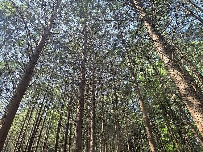 건지산 둘레길에는 빼곡한 나무들이 눈을 시원하게 한다.