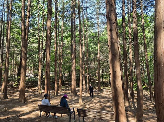 건지산에는 곳곳에 편백나무가 솟아있고, 의자에서 쉬는 시민들을 쉽게 볼 수 있다.