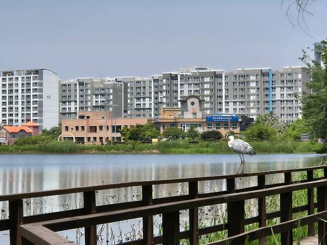 오송제 수변데크에 앉아있는 왜가리 한 마리.