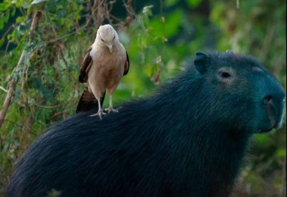브라질 상파울루 지역의 한 호수에 파란색 염료가 유입돼 호수에 사는 물고기와 동물들까지 파랗게 변하는 사고가 발생했다. 사진은 파란색으로 물든 카피바라. [사진=엑스(옛 트위터)]