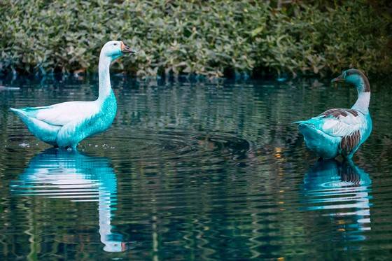 브라질 상파울루 지역의 한 호수에 파란색 염료가 유입돼 호수에 사는 물고기와 동물들까지 파랗게 변하는 사고가 발생했다. 사진은 파란색으로 물든 거위. [사진=EPA/연합뉴스]